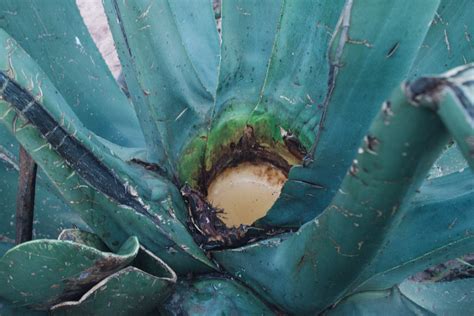 Free stock photo of aguamiel, maguey, mezcal