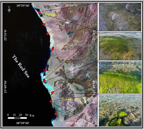 The locations where the algal bloom was monitored. Photos show algae ...