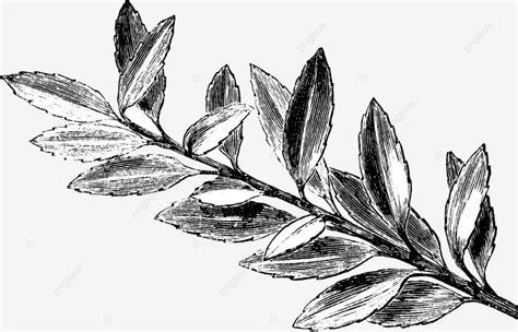 Branchlet Of Ilex Crenata Variegata Vintage Illustration Black Japan ...