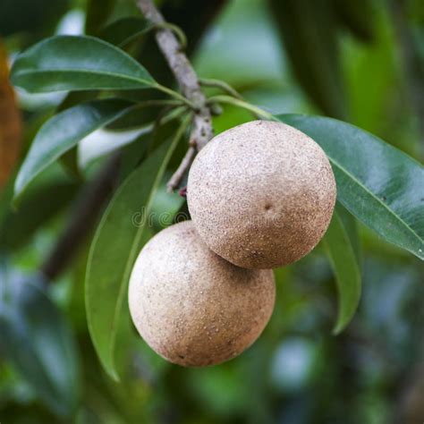 Sapota Fruit Achras Sapodilla Stock Photo - Image: 13231912