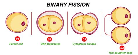 Examples of Asexual Reproduction - Javatpoint