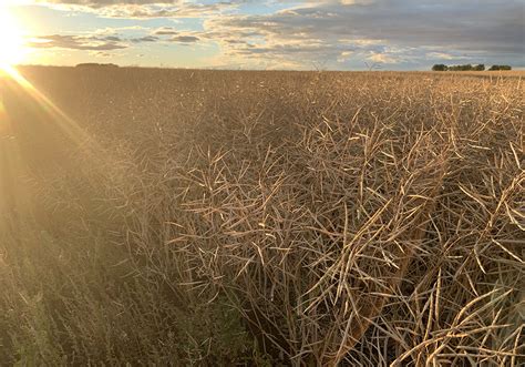 Viterra announces canola crushing plant for Regina | The Western Producer