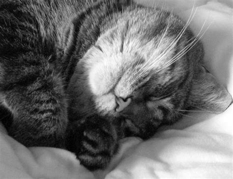 File:Sleeping cat in black and white.jpg - Wikipedia