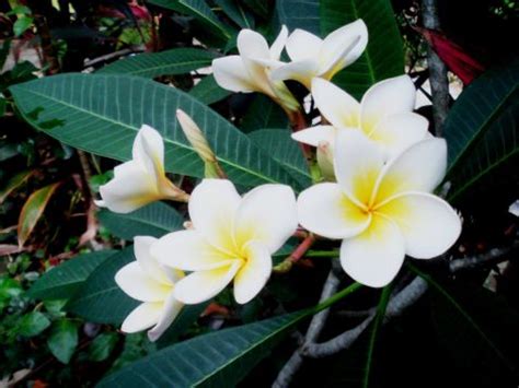 Plumeria alba — Florist's Plantica