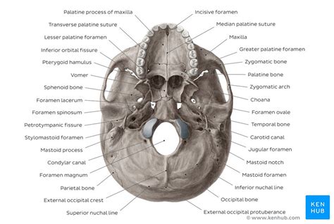 Inferior view of the base of the skull: Anatomy | Kenhub