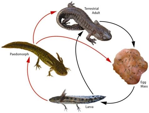 Tiger Salamander Life Cycle