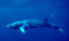 Minke whale - Wikipedia