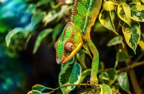 Chameleon - Description, Habitat, Image, Diet, and Interesting Facts