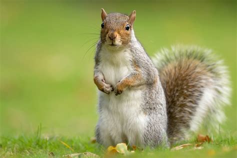 What Does a Grey Squirrel Eat? ? Find Out Here Squirrel Arena