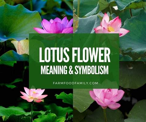 💮 Lotus Flower Meaning, Symbolism and Colors - Buddhist Symbol Of Purity | Lotus flower meaning ...