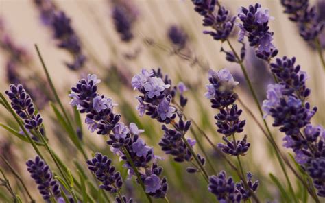 Lavender Desktop Wallpaper - WallpaperSafari