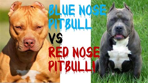 Blue Red Nose Pitbull Female