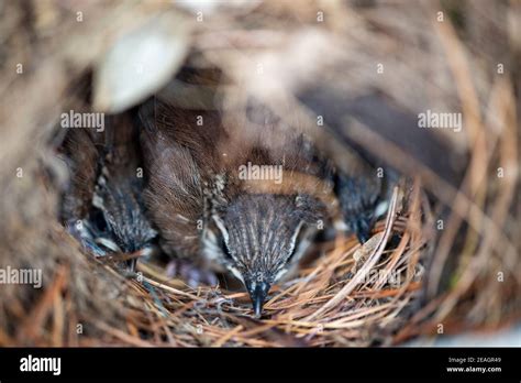 Carolina Wren (Thryothorus Ludovicianus) Baby Chicks in Bird Nest ...