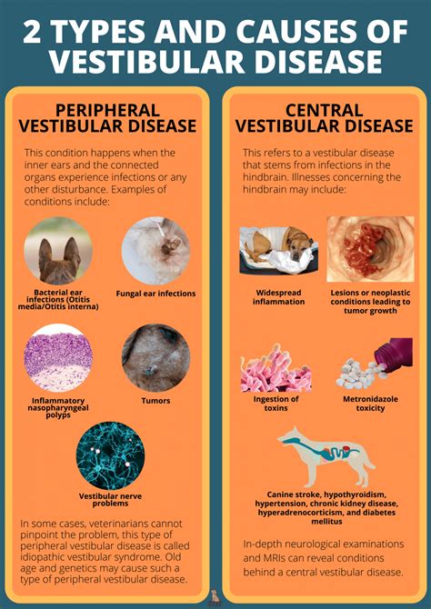 Learning About Vestibular Disease In Dogs | Bark For More