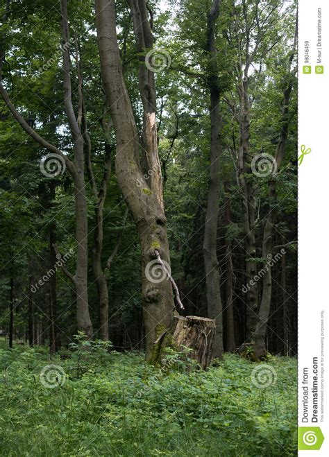 Dense Forest with Green Vegetation Stock Image - Image of woods, stump: 98046459