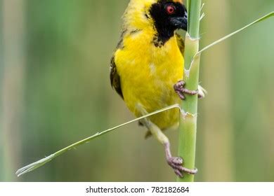 Ploceidae Manyar Bird Ploceidae Ploceus Hypoxanthus Stock Photo 1476790532 | Shutterstock