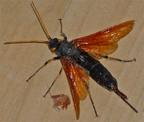 California Wood Wasp - What's That Bug?