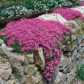 Creeping Phlox Mixture - Sun Perennial | K. van Bourgondien