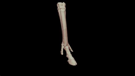 Merychippus (Anterior) - 3D model by Museo de La Plata, Argentina ...