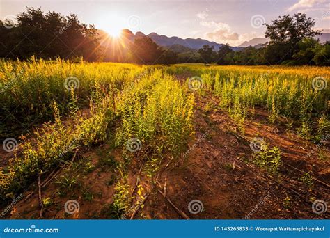 Yellow Hemp Field at Sunset Stock Image - Image of beam, warm: 143265833