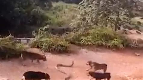 Trending: Dogs Repeatedly Attack, 'Bite' King Cobra In Nerve-Wracking ...