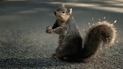 Squirrelscream GIF - Squirrelscream - Discover & Share GIFs