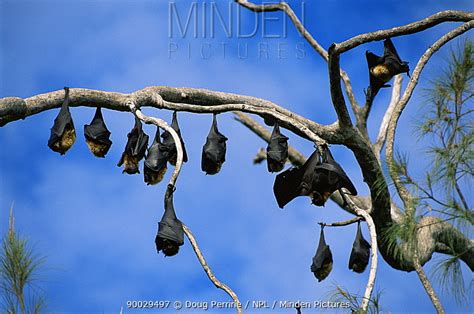 Minden Pictures - Flying foxes, Fruit bats (Pteropus sp) roosting in tree Kolovai NP, Tonga ...