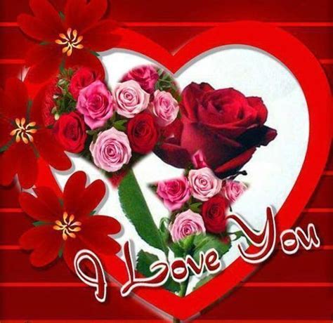 Red Rose I Love You Pictures, Photos, and Images for Facebook, Tumblr ...