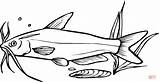 Catfish 8 coloring page  Free Printable Coloring Pages sketch template