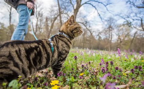 Training Your Cat to Walk on a Leash