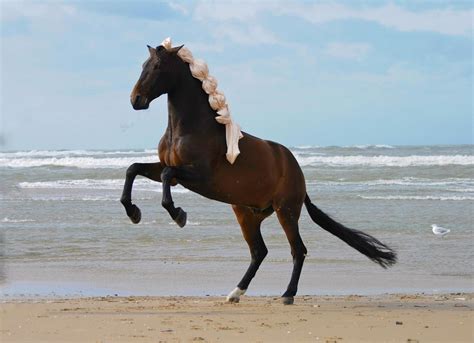 Free photo: Horse, Prancing Horse, Horses - Free Image on Pixabay - 319258