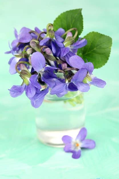 Premium Photo | Violets flowers on blue background