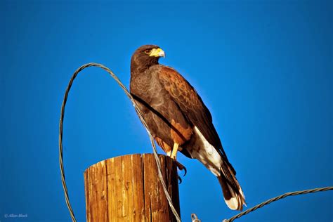 Feather Tailed Stories: Harris's Hawk