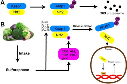 Is Sulforaphane Healthy? Benefits of Sulforaphane and Side-Effects ...