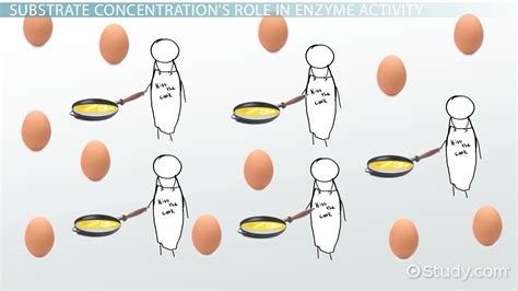 Substrate Definition & Example - Video & Lesson Transcript | Study.com