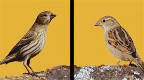 Female House Finches vs. Sparrows: Which is the Better Bird? - Chirper Birds