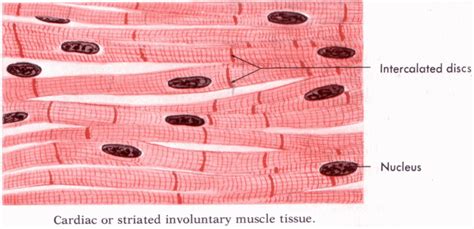 Muscle Tissue Drawing at PaintingValley.com | Explore collection of Muscle Tissue Drawing