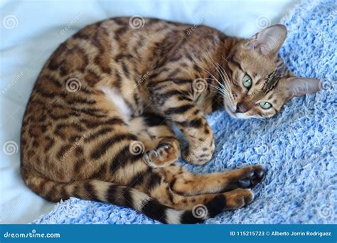 Bengal Cat Comfortably Sleeping Portrait Stock Image - Image of covered ...