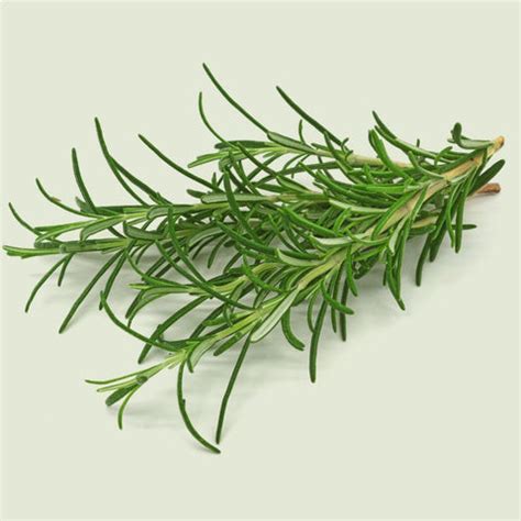 Rosemary for Hair: Boost Volume & Growth – Crisocolla