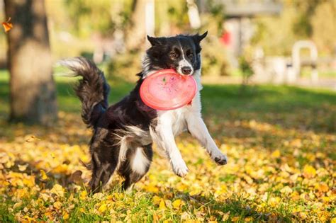 What is a Dog Frisbee? - PetTime