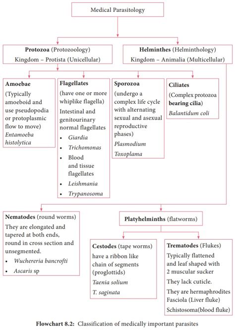 Top 114+ Classification of parasites in animals - Merkantilaklubben.org