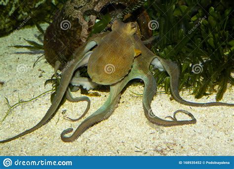 The Common Octopus Octopus Vulgaris. Stock Photo - Image of wildlife ...