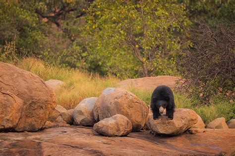 Sloth Bear habitat, Hampi - Francis J Taylor Photography