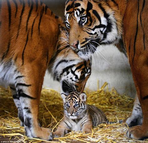 Adorable Sumatran tiger cub scampers around its den | Daily Mail Online