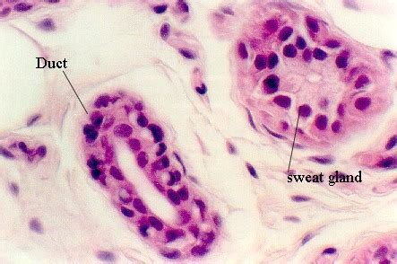 Stratified Cuboidal Epithelium Labeled