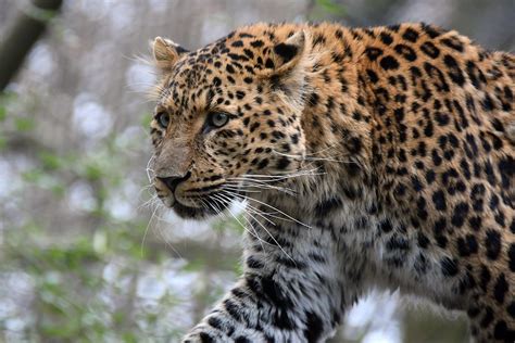 panthera pardus japonensis | China-Leopard in Hagenbeck, Ham… | Flickr