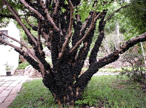 TECNICOS EL MIRADOR 2015: Uva de jaboticaba