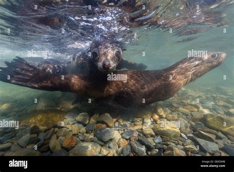 Antarctic fur seal (Arctocephalus gazella) pups underwater in Stromness Bay, South Georgia ...