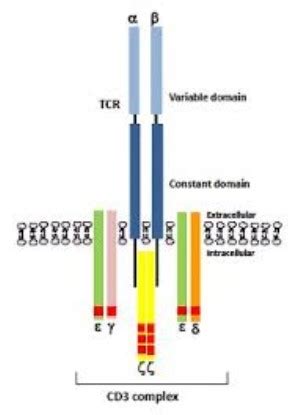 Anti CD3 - Buy Anti-CD3 Monoclonal Antibody - Signal Transduction ...