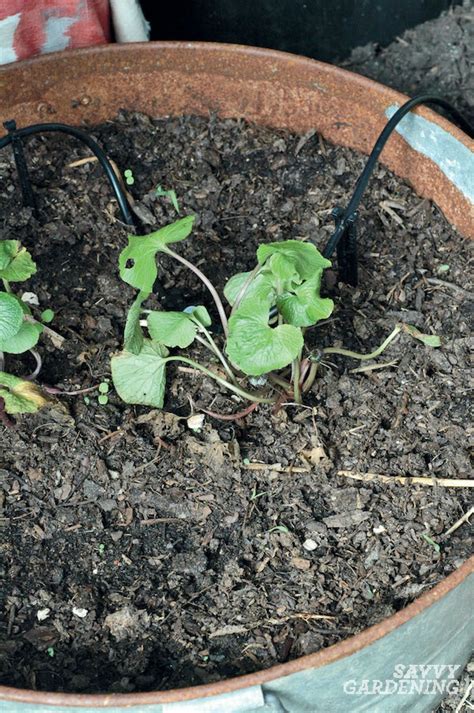 Growing Wasabi and Horseradish in a Home Garden